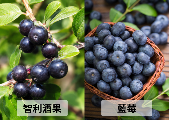 智利酒果VS藍莓 智利酒果與藍莓對照圖
