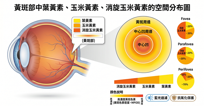 葉黃素 玉米黃素 消旋玉米黃素分布圖 葉黃素 玉米黃素 消旋玉米黃素分布圖